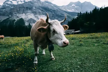 Inizio dei tour in Svizzera: shopping in Vignetta.