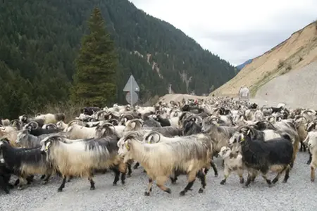 Začíná výstavba dálnice Sibiu-Făgăraș