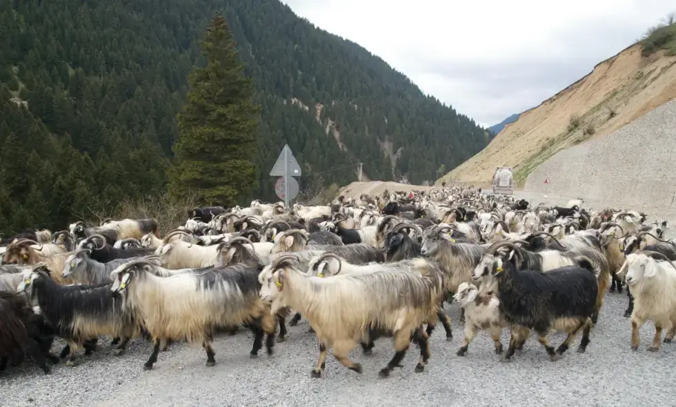 Začela se je gradnja avtoceste Sibiu-Făgăraș